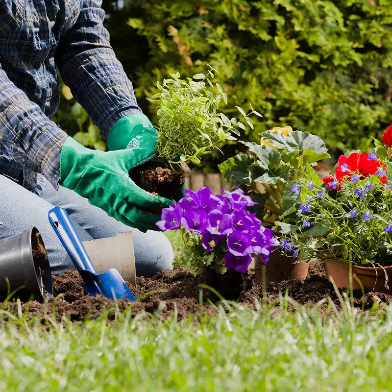 Mitarbeiter bei der Gartenpflege an einem Blumenbeet